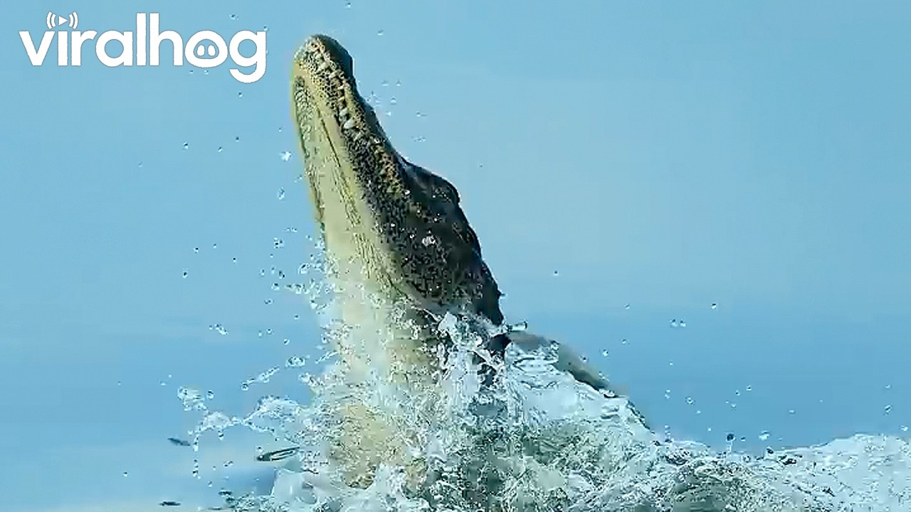 Sneaky Alligator Startles Resting Gator That Explodes Into a Full-Body Water Breach || ViralHog