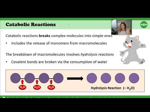 2.1 IB Biology - Intro Molecules