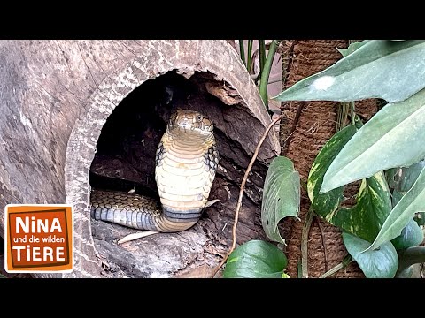 Giftschlange im Rucksack | Reportage für Kinder | Nina und die wilden Tiere
