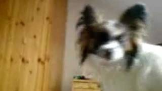 preview picture of video 'Unser Hund Leroy, ein Papillon röhrt nach Frauchen Süß!! Wie ein Wolf!! My nice Dog!'