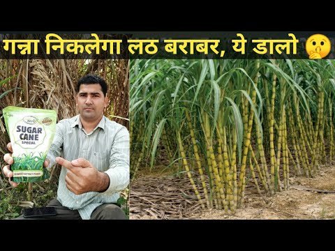 Shaktiman Sugarcane Special