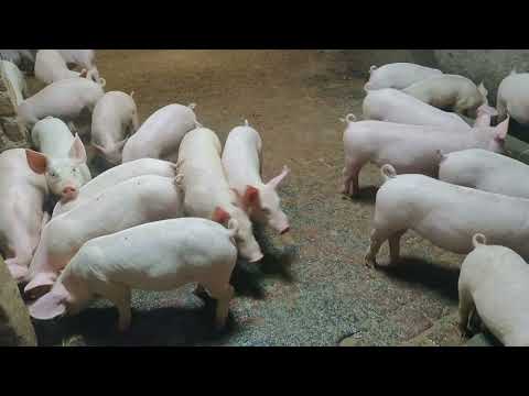 Muscular pigs,pig farm piglets