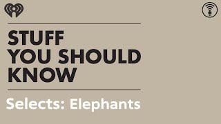 Selects: Elephants: The Best Animals? | STUFF YOU SHOULD KNOW