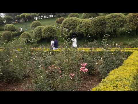 Peaceful Walk Through a Beautiful Garden in Ooty / Nature Sounds &Scenery