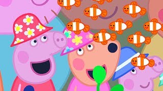 Peppa Pig English Episodes | The Great Barrier Reef | Peppa Pig Official