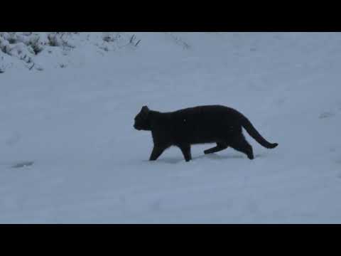 Winter in Drogeham (vanuit de lucht) 7-1-2026