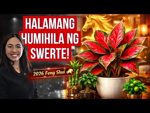 MGA PINAKA SWERTENG HALAMAN SA TAONG 2026 | HALAMANG HUMIHILA NG SWERTE! | WOWMAZING STORIES