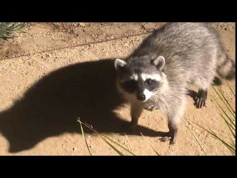 Funny video of Racoon caught at night standing