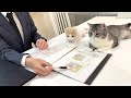 不動産屋との引っ越し会議に参加してくる猫たちがかわいすぎたw