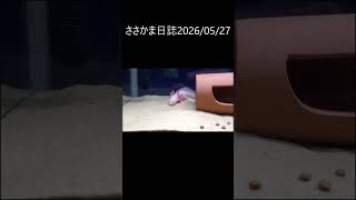 ささかま日誌20260527 #ウーパールーパー