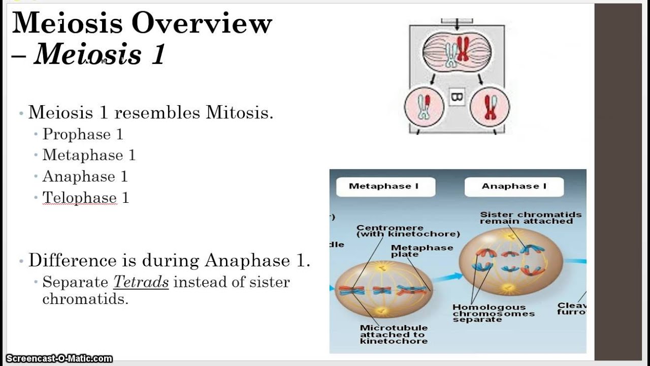 Unit 8 - Genetics - 2 - Meiosis