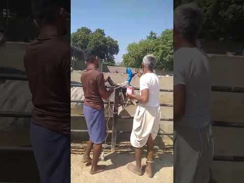 श्री महावीर गौशाला समिति, नोवी