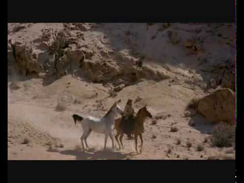 Young Black Stallion Tribute.mp4