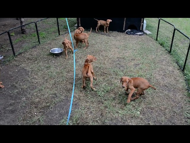 Vizsla cachorro en venta