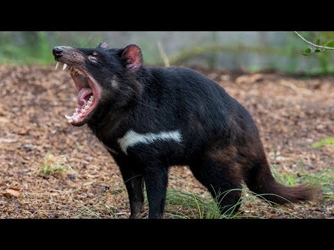 Tasmanian Devil - Animal of the Week