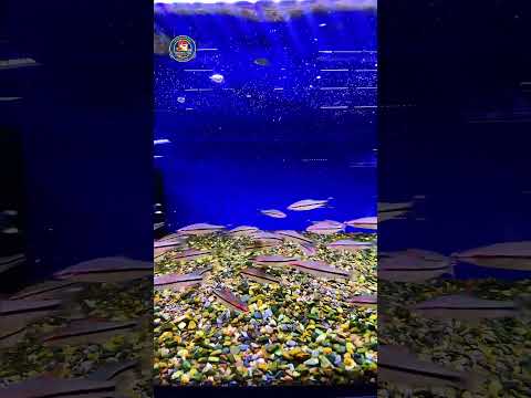 Video Thumb