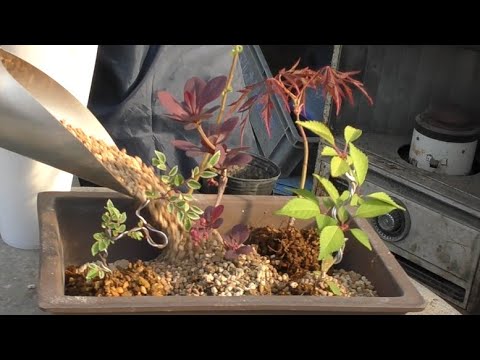 terrasse-jardin-béton-fauteuil-chaise-longue-bonsaï