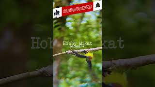 Download lagu Pikat burung kolibri manggar menggunakan suara pikat burung kecil #shorts #birdstrap mp3