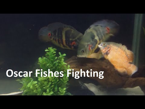 Oscar Fish Fighting Video (Copper Oscar & Tiger Oscar) In A 150 Gallon Tank