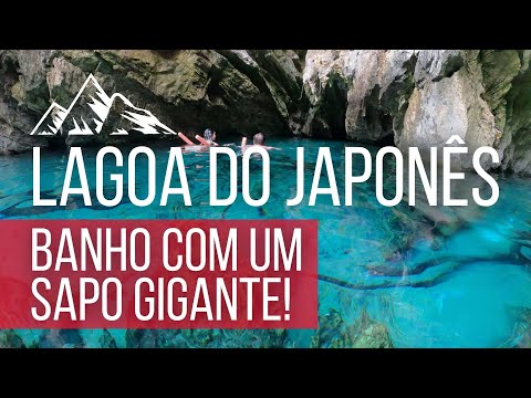 Lagoa do japonês com um sapo gigante!