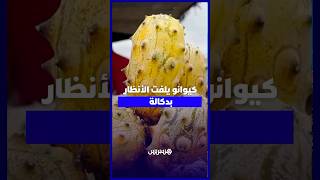 كيوانو..  فاكهة نادرة تجمع بين المظهر الغريب والطعم المميز في دكالة thumbnail