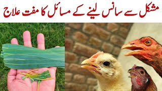 Natural Home Remedy for Poultry Respiratory issues | Backyard Chickens | Dr. ARSHAD
