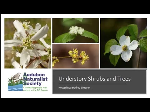 Learn Your Trees: Serviceberry & Dogwood - Naturalist Hour with Bradley Simpson