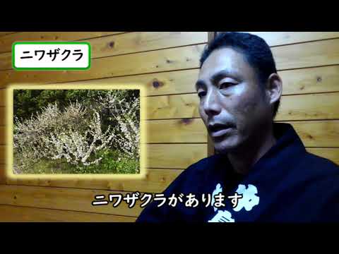 小さな庭の桜 庭の練習