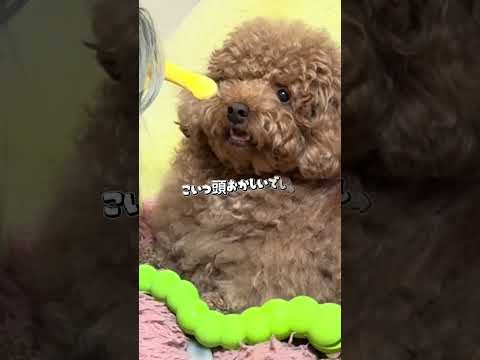 ペットの可愛いくて面白い動画を編集します イメージ1