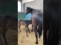 Smart Wild horses Mare revolutionizing young foals future stallions Horses 47