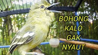 Download lagu Jenis sirtu apapun langsung nyaut dengar suara burung sirtu gacor ini mp3 Download lagu Jenis sirtu apapun langsung nyaut dengar suara burung sirtu gacor ini mp3