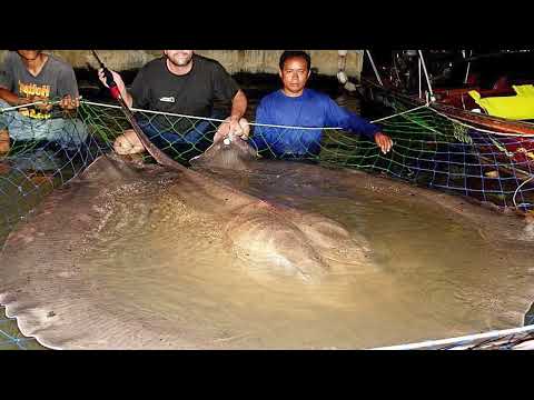 La Raie Géante Est Un Démon Mortel