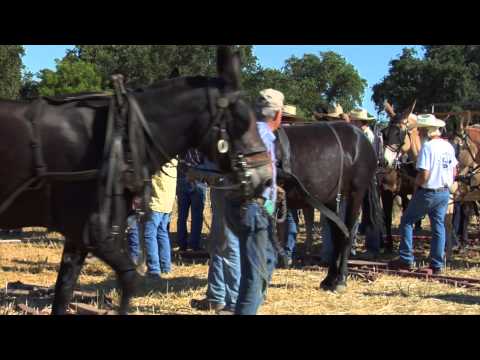 AgStories: "The Muleskinner Story" A Grain Harvester Powered by 32 Mules