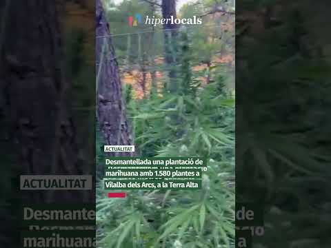 Desmantellada una plantació de marihuana amb 1.580 plantes a Vilalba dels Arcs, a la Terra Alta