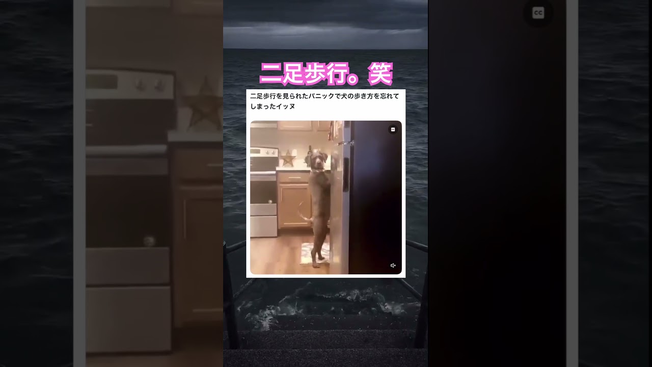 シュールすぎるよ笑 #shorts#動物#かわいい#可愛い#癒し#癒し動画 #犬 #二足歩行