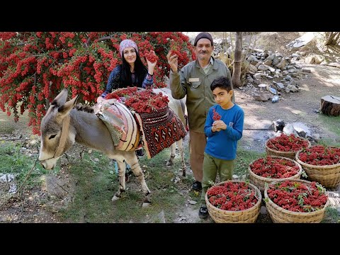Village Life In Iran: Amazing Cooking & Harvesting Wild Barberry