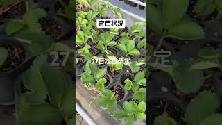 育苗状況2025.9.8 #いちご #農業 #農協