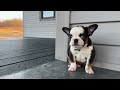 French Bulldog dogs for sale: Sheba - Video 1