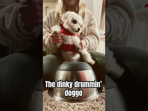 The dinky drummin’ doggo! #dog #cute #trend #drums #music
