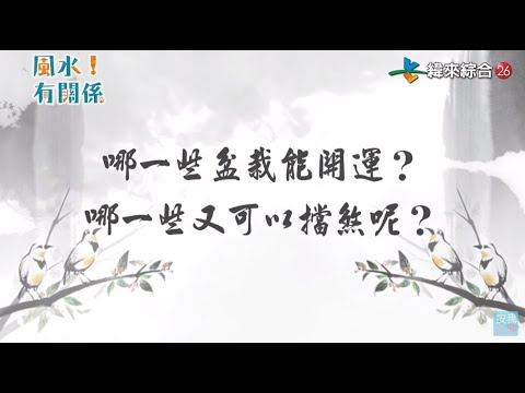 避邪盆栽