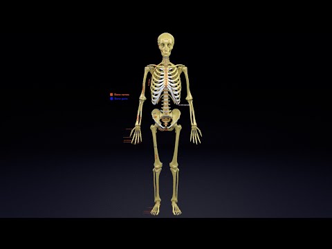 Human skeleton set complete separable labelled bone names and its parts https://medical3dmodels.com