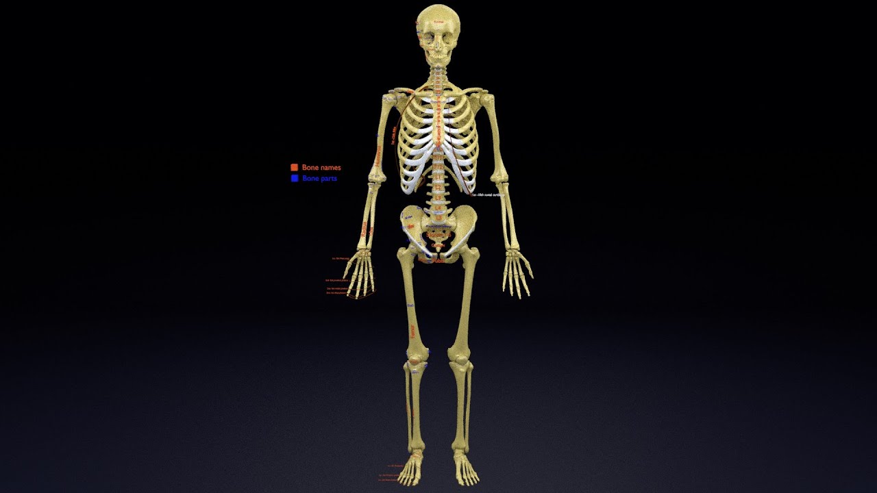 Skeleton human detail label parts 3D Model