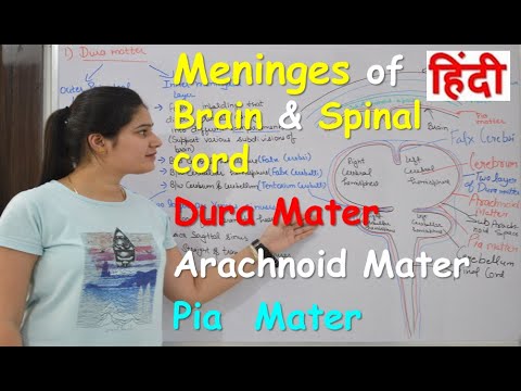 Meninges of brain & spinal cord in Hindi | Dura mater | Arachnoid mater | Pia mater