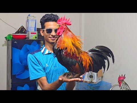 how to tam your beautiful rooster | rooster crowing compilation | best rooster breeds