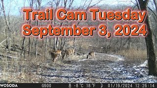 Trail Cam Tuesday - September 3, 2024