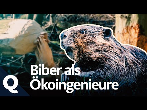 Why the beaver is so important for our forests | Quarks