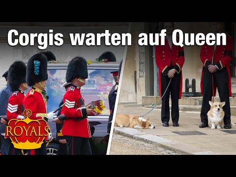 Rührende Szene: Die Corgis der Queen warten auf den Sarg • PROMIPOOL