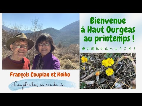 フキタンポポ 植物