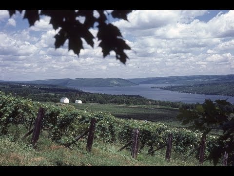 The Keuka High Renewal Training System for Grapevines - Grape Video #14