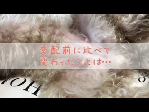 犬の妊娠は週ごとに